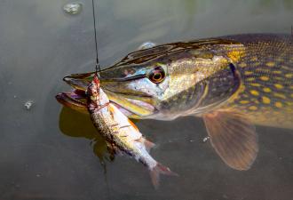 Рыбалка на щуку осенью на живца: Ловля щуки на живцовую поплавочную снасть