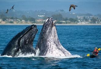Самое интересное о китах Факты о китообразных